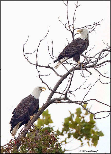 _1SB0655 bald eagle.jpg